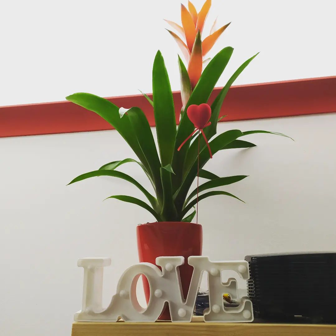 L'amore è qualcuno che crede fortemente in te, anche quando tu stai per gettare la spugna... Speriamo che la forza dell'amore sia sufficiente a mantenerti in vita piantina!
Ce la metterò tutta, Bromelia 
#bromelia #amore #polliceverde che non ho