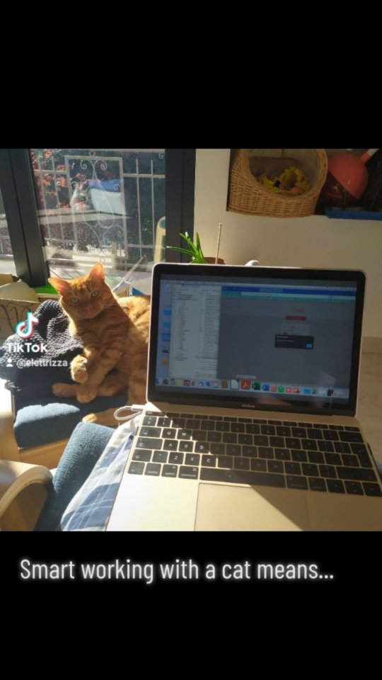 Quando lavorare da casa non significa essenzialmente stare da soli, ma come in ufficio c'è sempre qualcuno che vuole la tua attenzione... e se la prende!
#cat #smartworking #sweetness