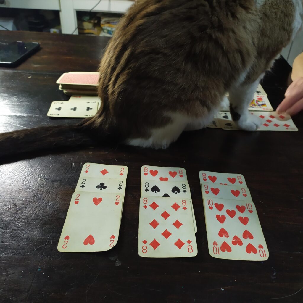 gatto carte